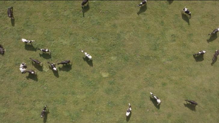 La Ligne bleue : Vache folle, la Bretagne au cœur de la crise 